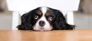 Hondje Kop Op Tafel