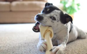 Hondje Met Kluif
