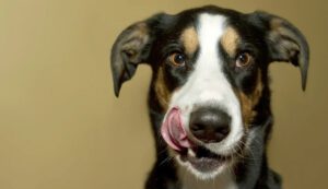 Hondje Tong Uit Bek