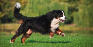 Hond Blijft Trekken Aan Riem bij wandelen