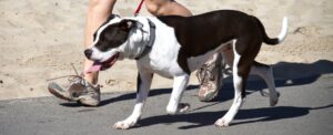 Hond Met Trektuig Strop bij trekken aan de lijn