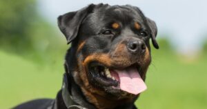 Kan Mijn Hond Niet Houden Trekken Riem bij wandeling