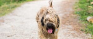 Waarom Trekt Mijn Hond Aan Zijn Riem bij het wandelen