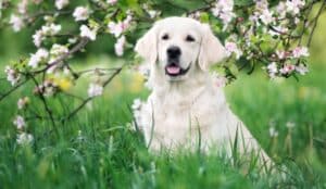 Wanhopig Vanwege Trekken Aan Riem Hond
