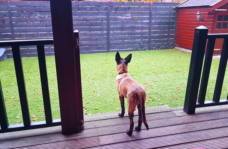 Hond Op Vakantiepark
