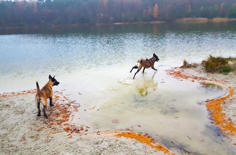 Honden Spelen In Het Water