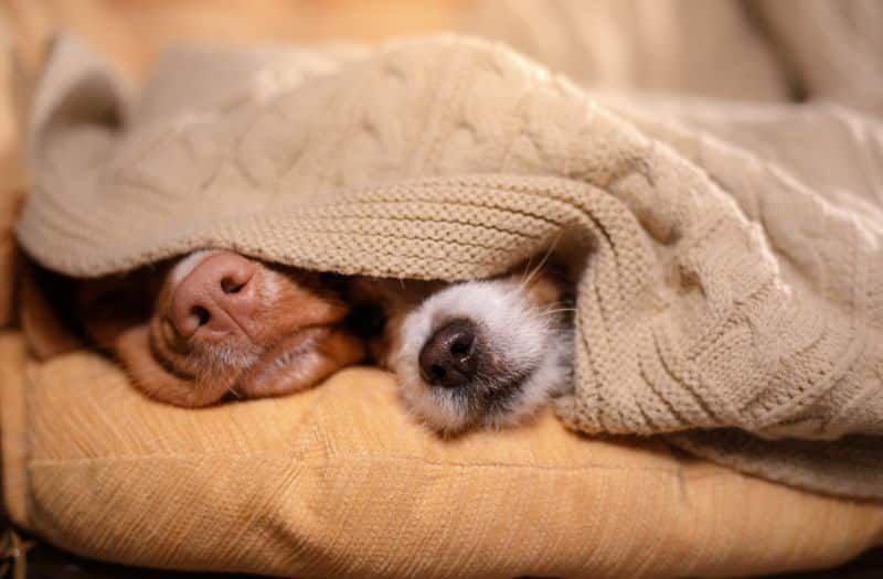 Hond meenemen op vakantie