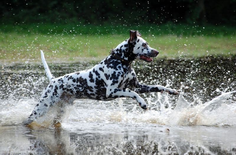 Dalmaat Rennen In Water