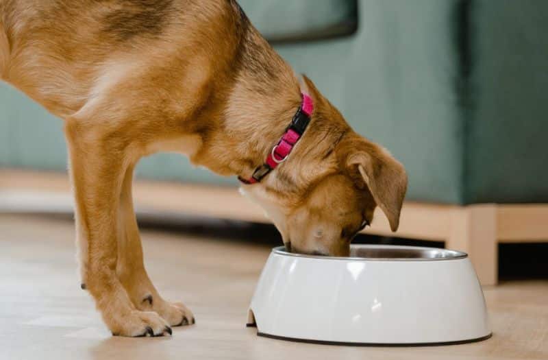 Hond Eet Uit Voerbak